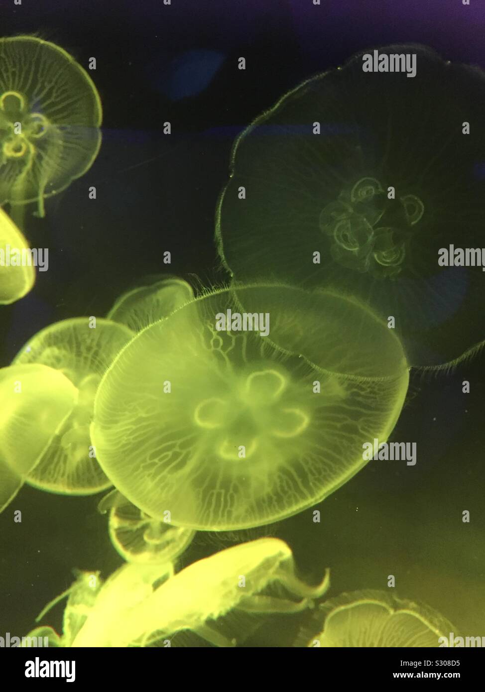 Meduse della luna Foto Stock