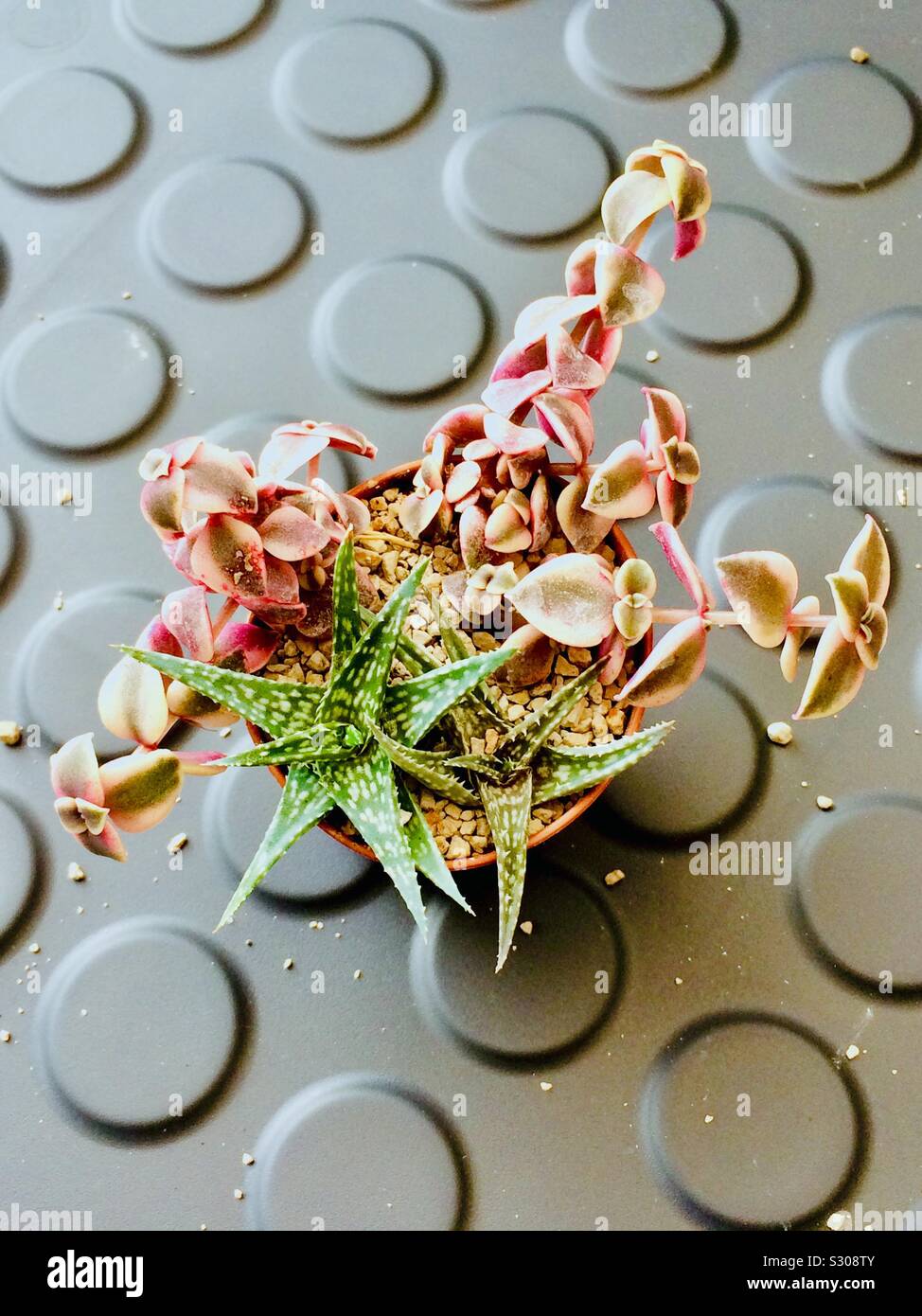 Baby succulente, talee - Immagine stock catturata con smartphone