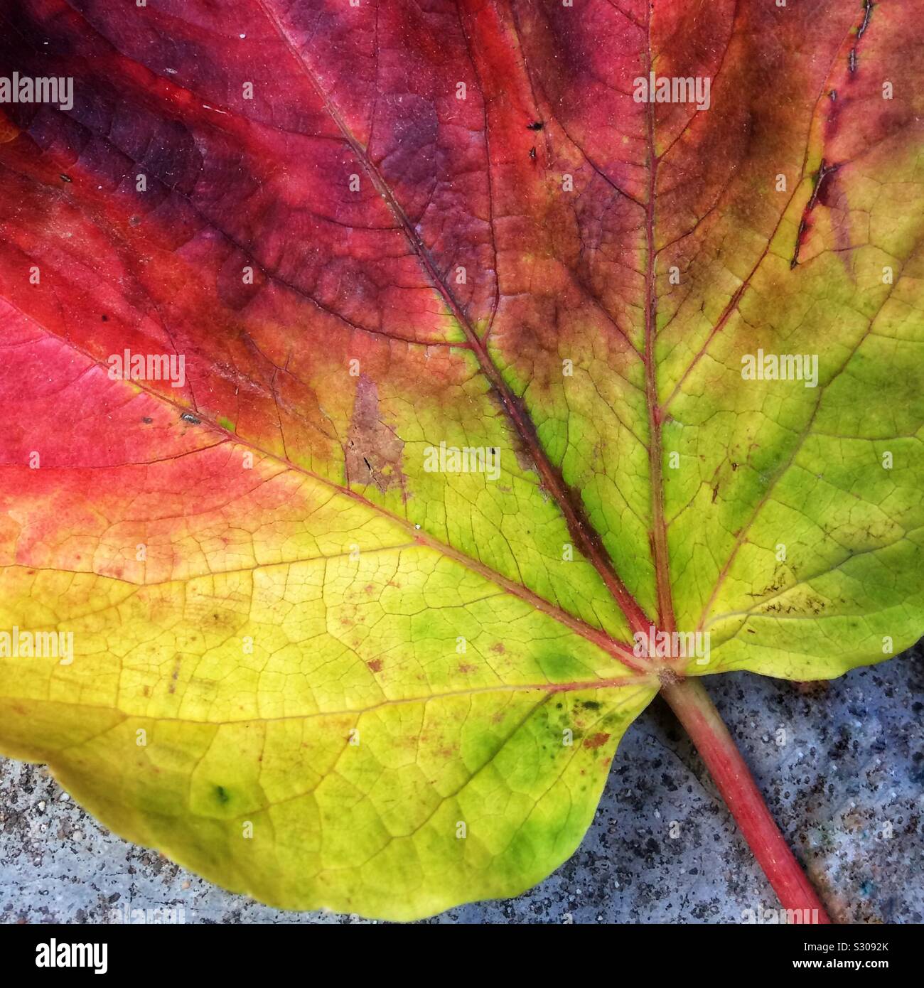 Colorful autumn leaf closeup Foto Stock