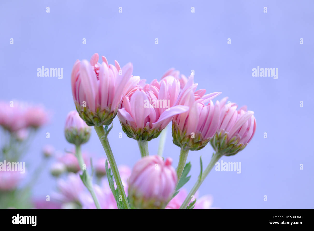 Matrimoni fiore su uno sfondo viola Foto Stock