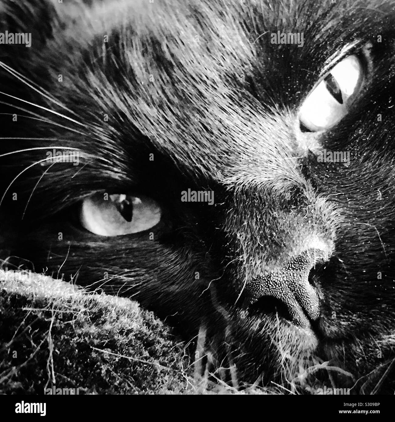 Gatto nero ritratto - bianco e nero - primo piano Foto Stock