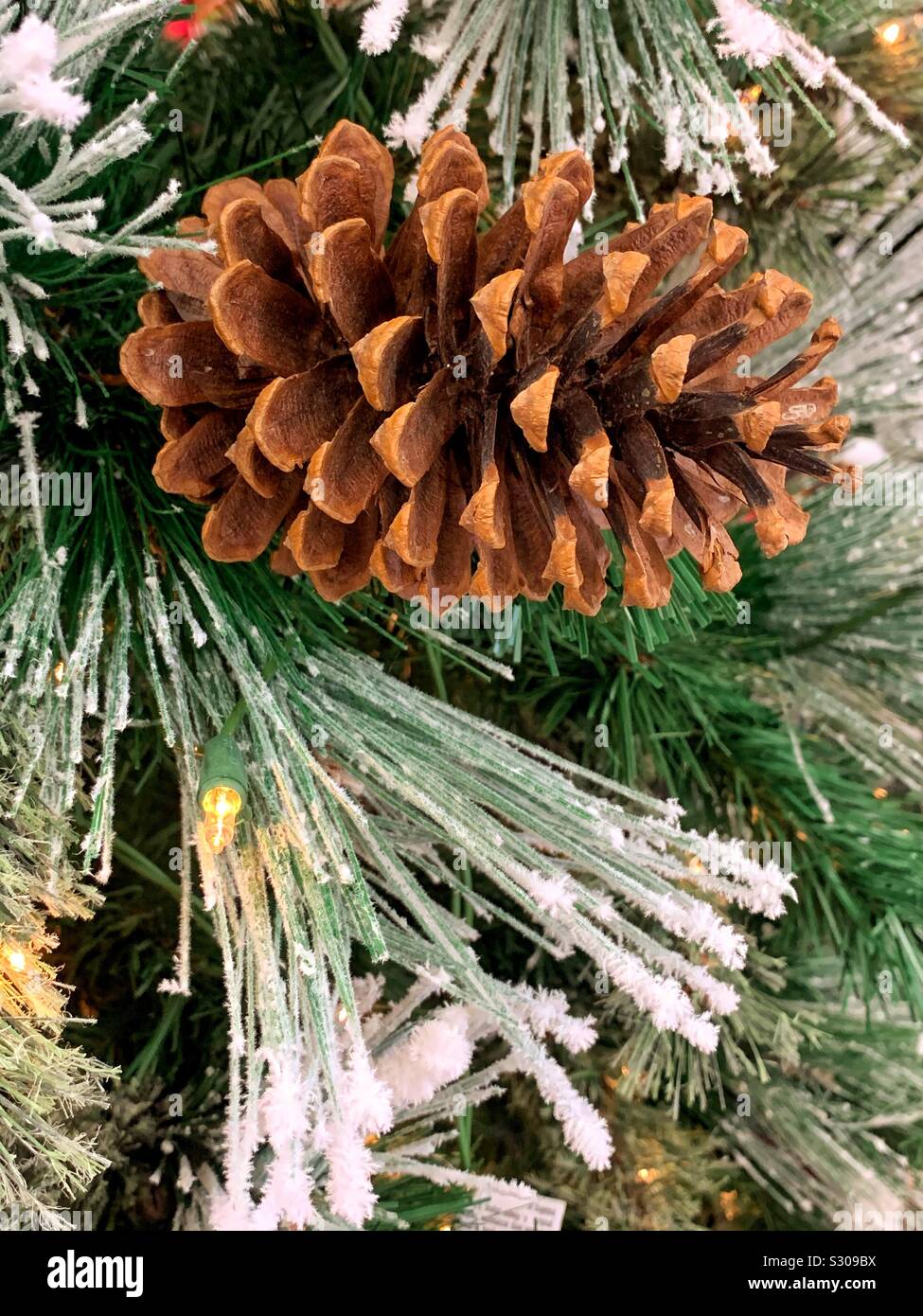 Brown comune cono di pino che cresce su un pino nevoso ramo di albero Foto Stock
