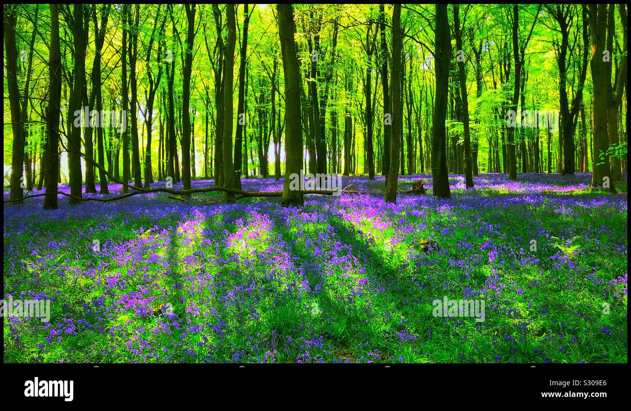 Primavera in un bosco inglese. Il bluebells (Hyacinthodes non Scripta) sono in piena fioritura creano un fantastico effetto viola sul suolo della foresta. Credito foto - © COLIN HOSKINS. - Immagine stock catturata con smartphone