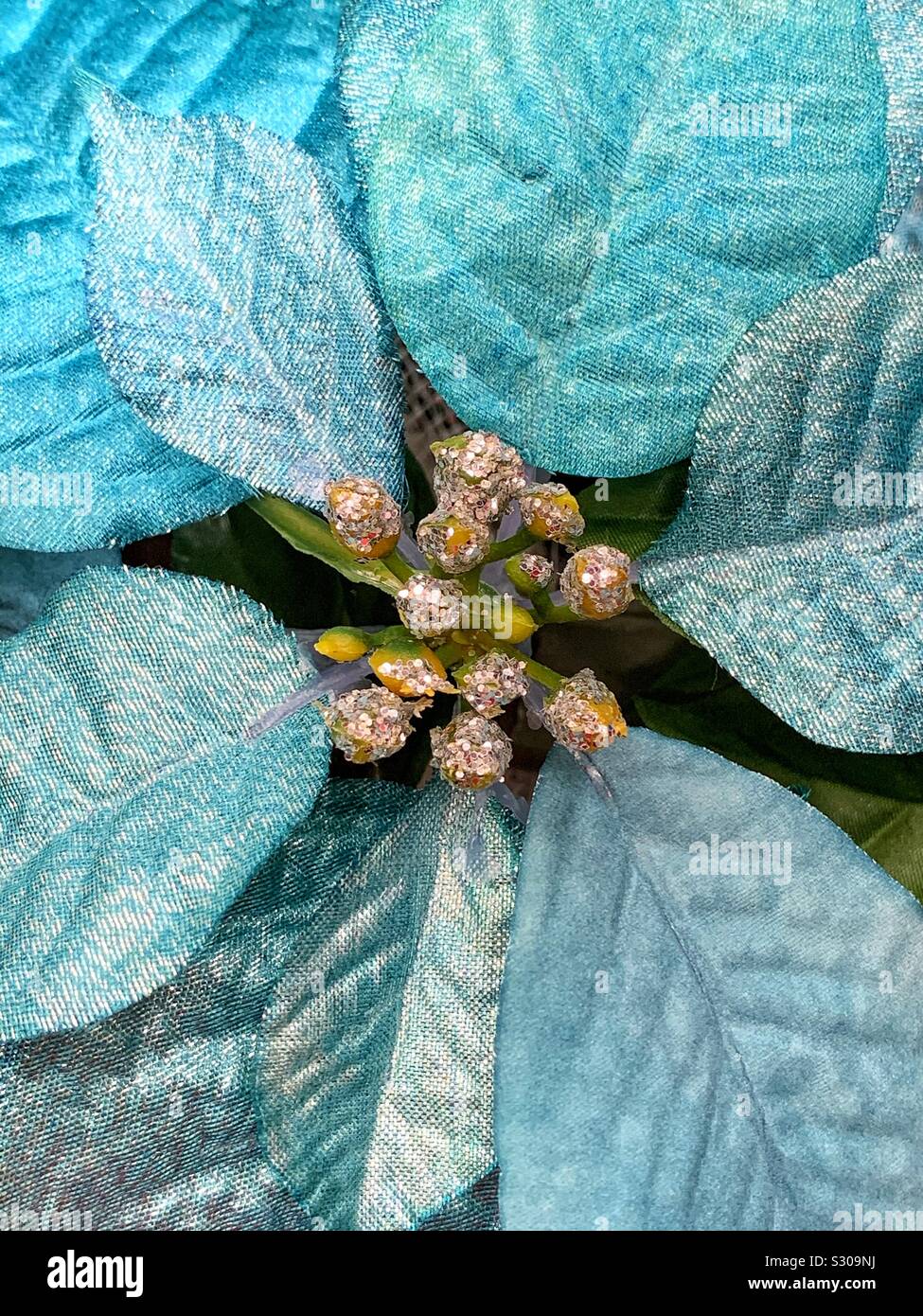 Fancy poinsettia blu fiore di Natale Foto Stock