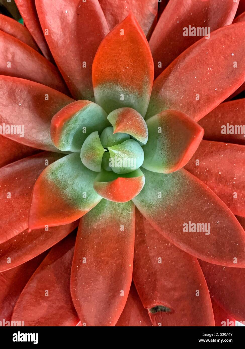 Divertimento natalizio rosso di piante succulente verniciato con vernice rossa come un lavoro stagionale decorazione di Natale Foto Stock