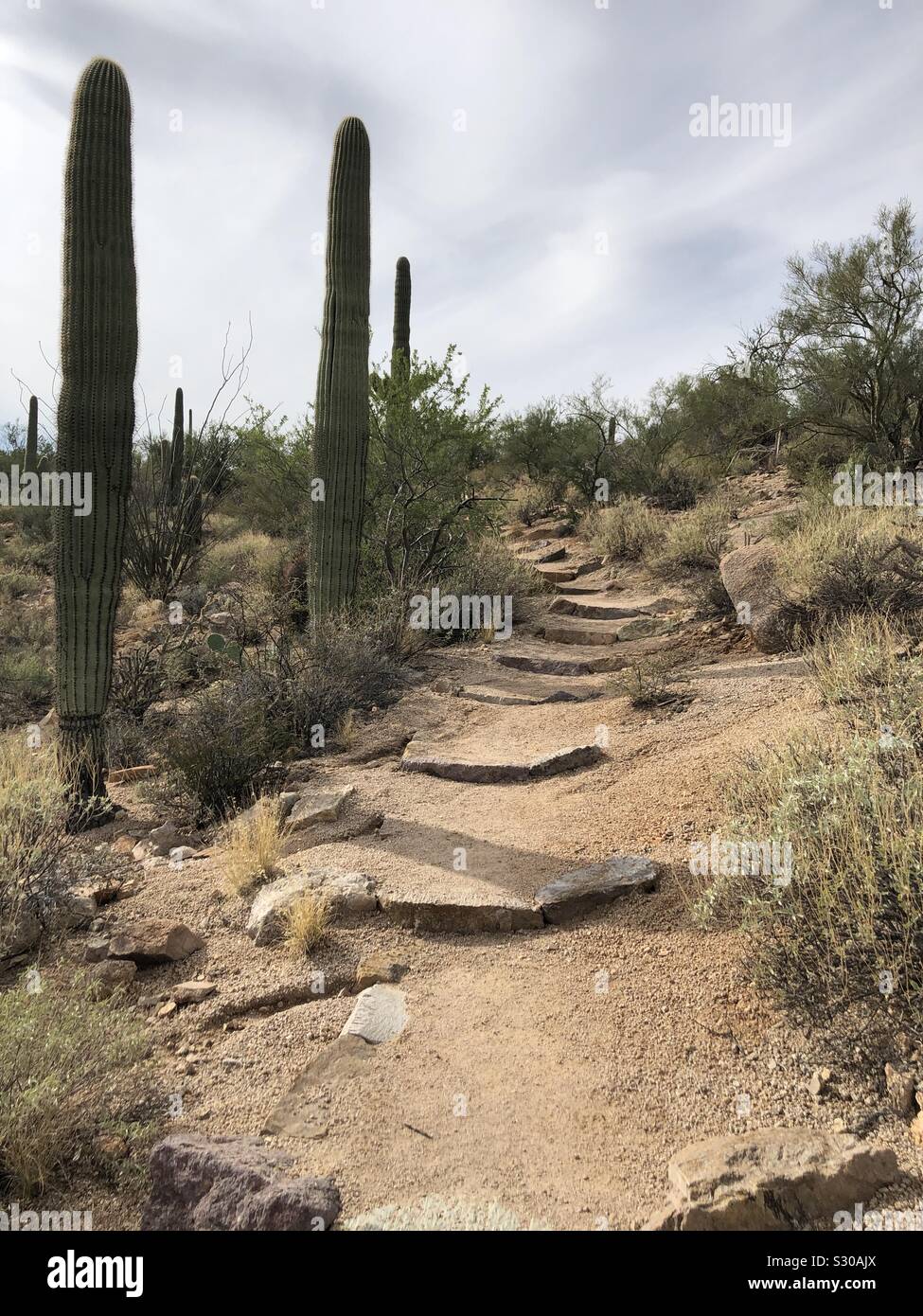 Sentiero nel Parco nazionale del Saguaro Tucson distretto di montagna che mostra il cactus e una sporcizia e rock trail. Foto Stock