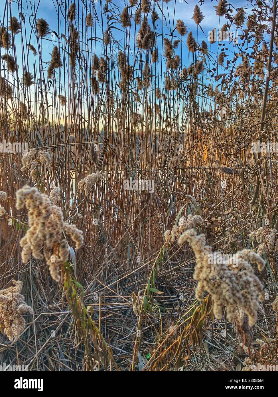In autunno le erbacce. Foto Stock