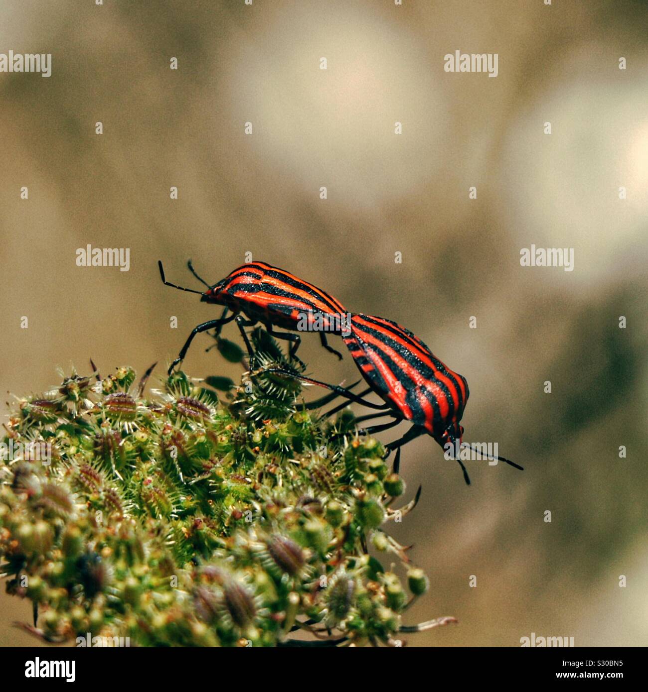 L'accoppiamento rosso e nero bug Foto Stock