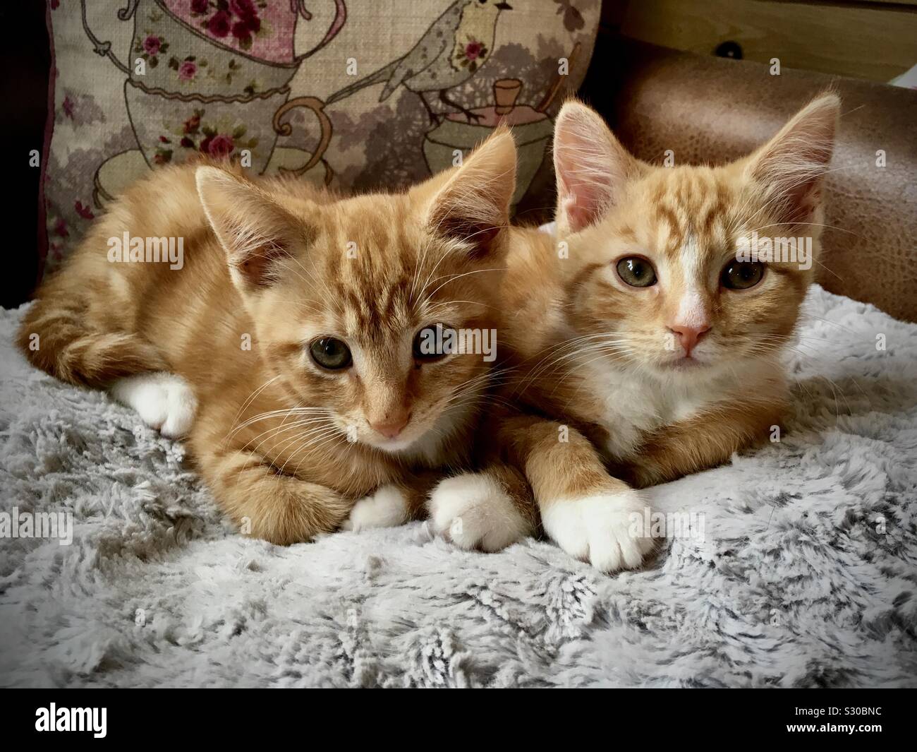 Due belle 12 settimane vecchio gattini coccolati insieme con occhi luminosi Foto Stock