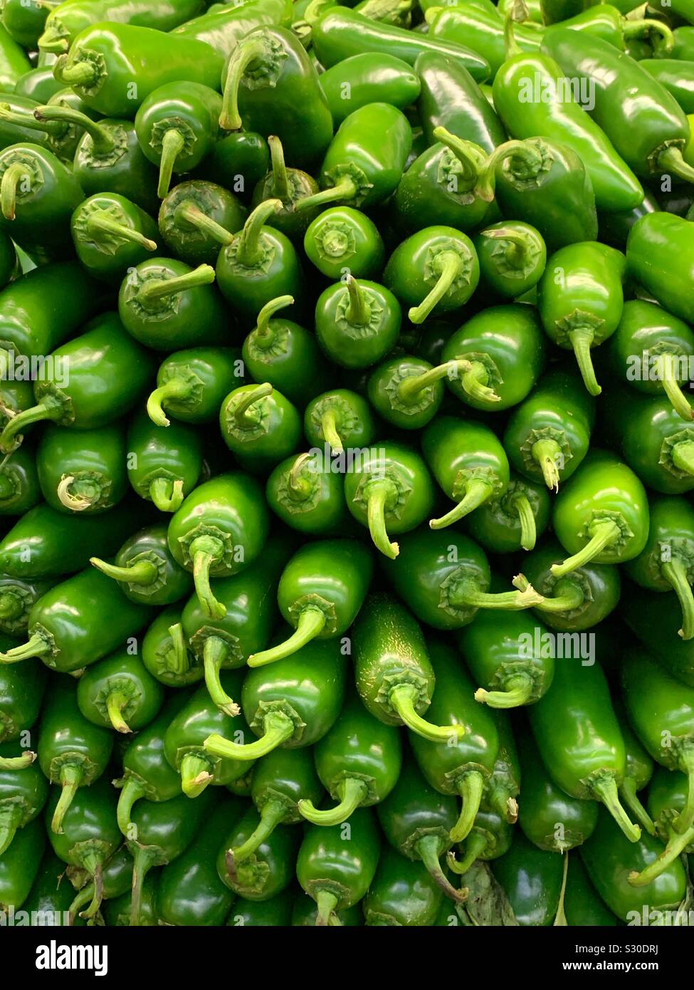 Pila di fresco verde jalapeño peperoni, Capsicum annuum Foto Stock