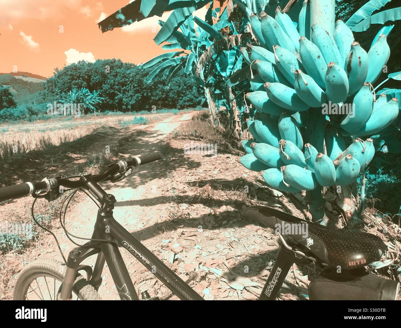 Banane e biciclette Foto Stock