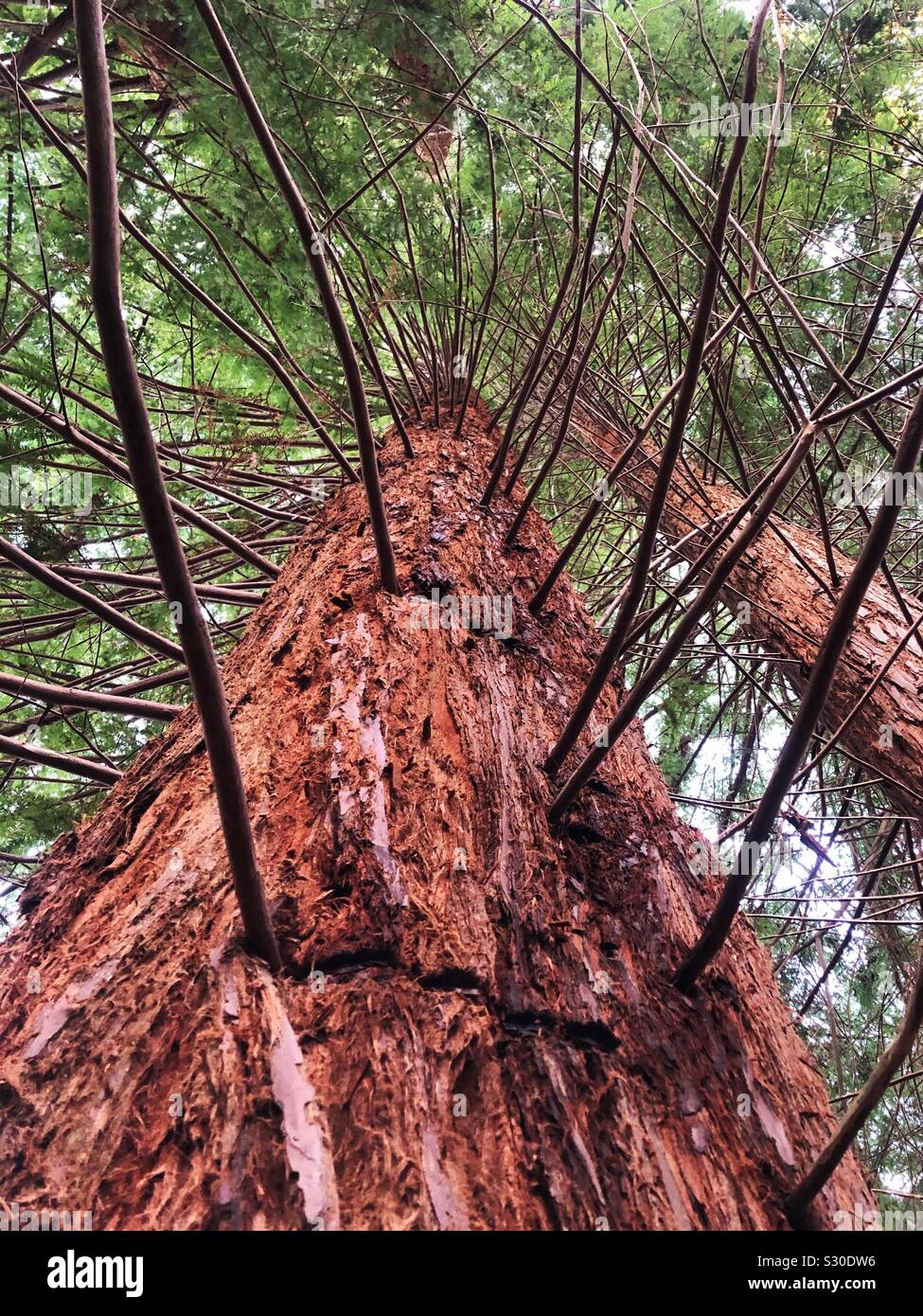 Pino nel Ne Forest National Park - Immagine stock catturata con smartphone
