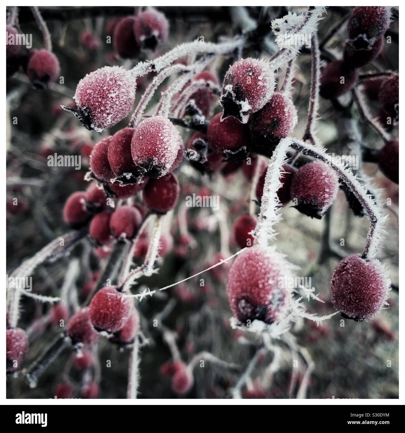 Frost biancospino bacche Foto Stock