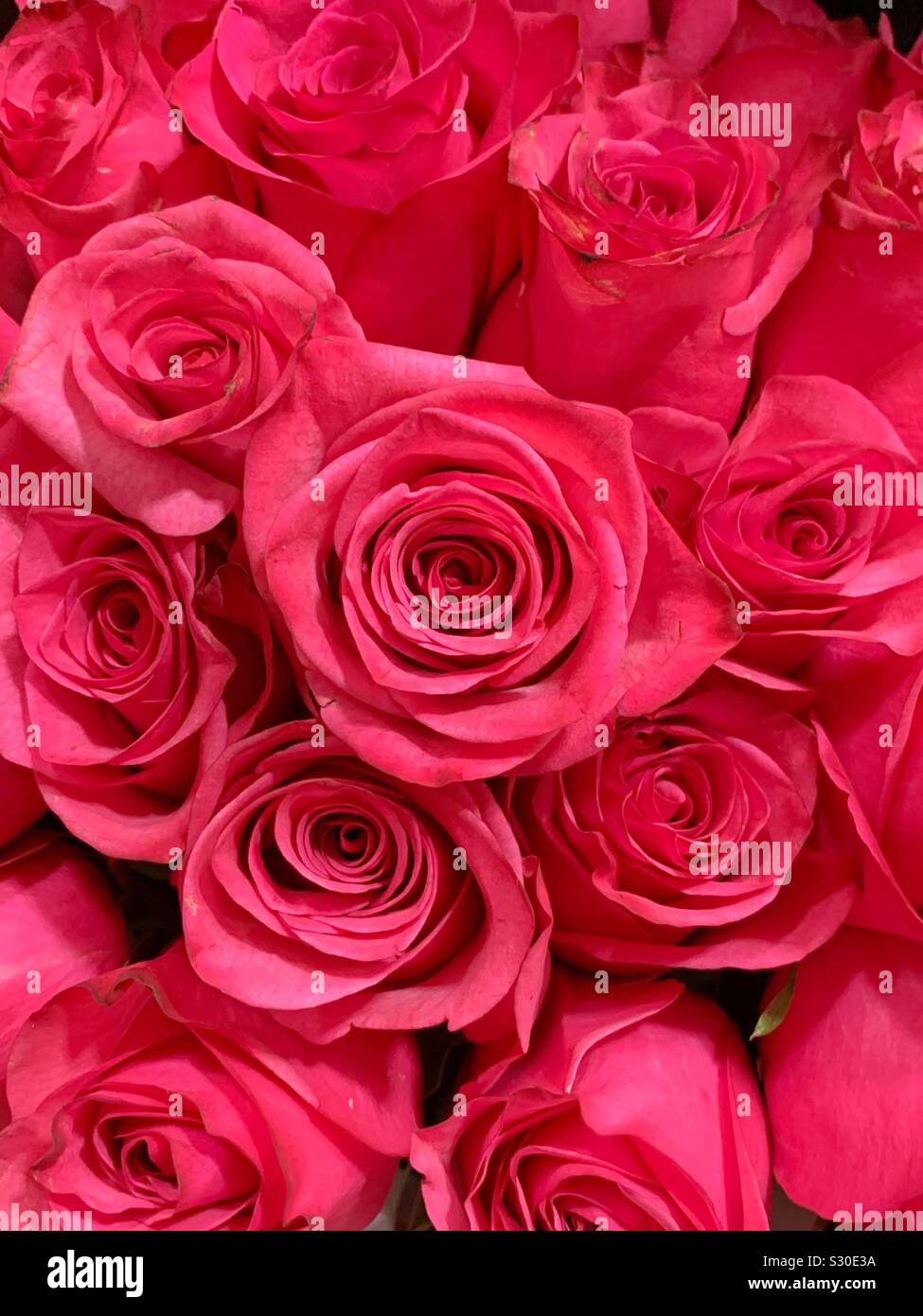 Mazzetto di bella fresca rose rosa Foto Stock