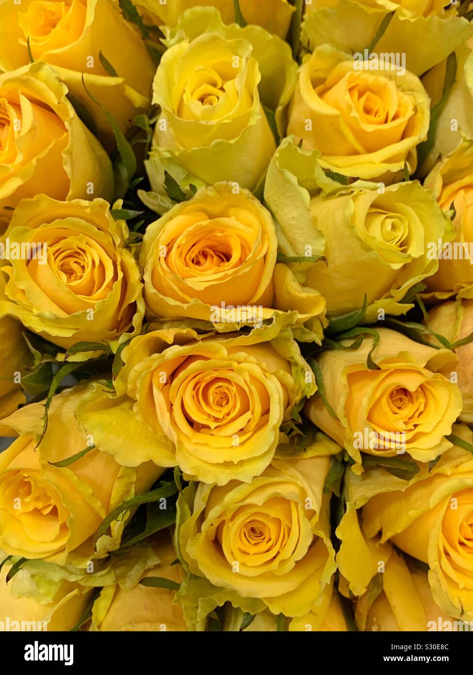 Bel giallo rose in piena fioritura Foto Stock