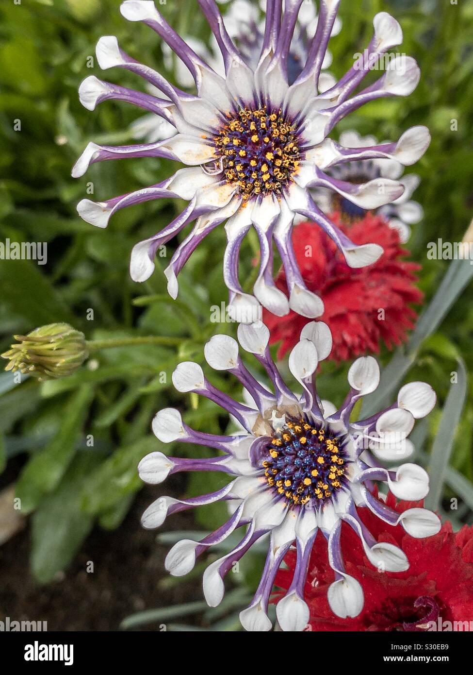 La girandola dei fiori Foto Stock