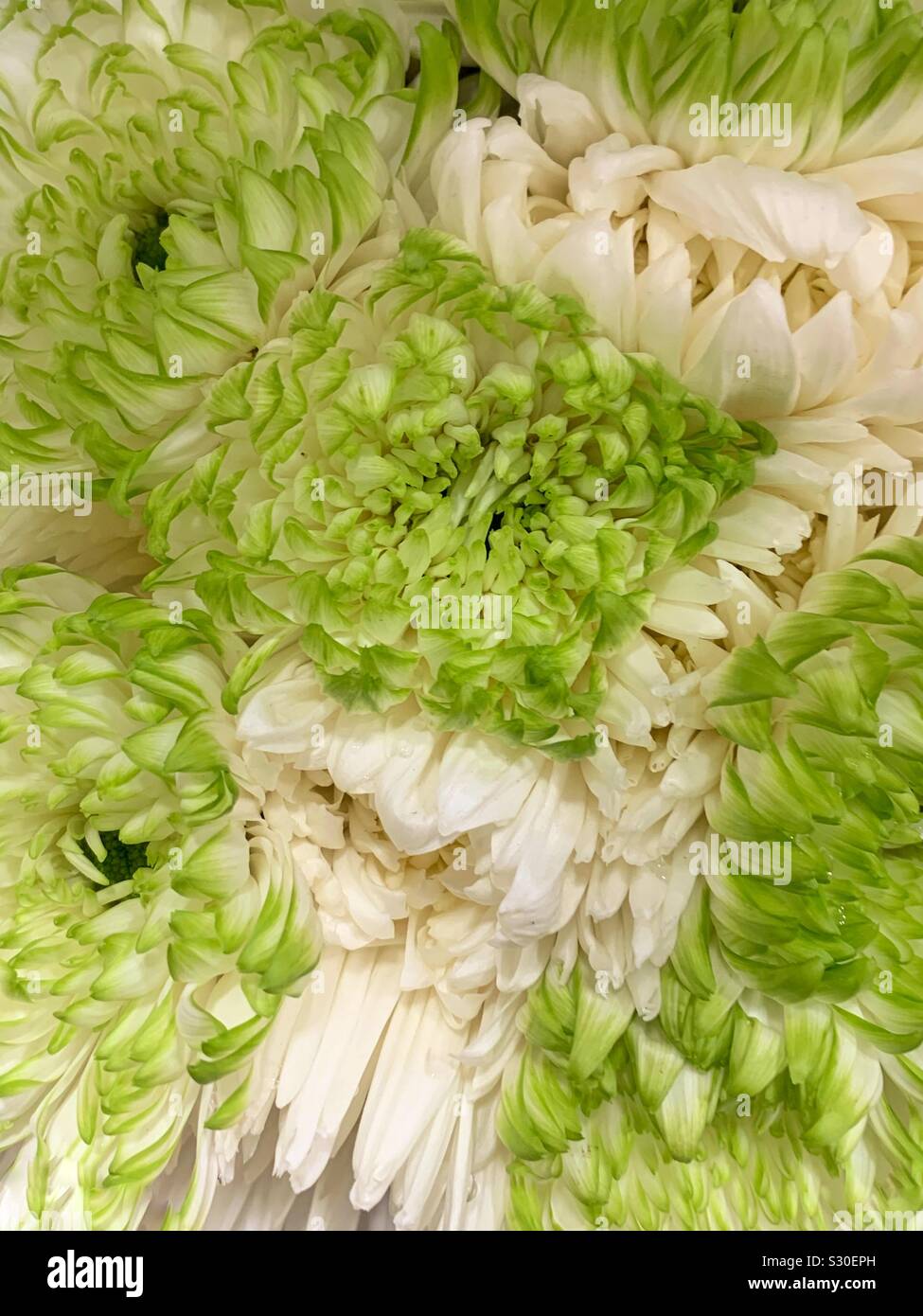 Bel bouquet di fresco verde e bianco fiori di crisantemi Foto Stock