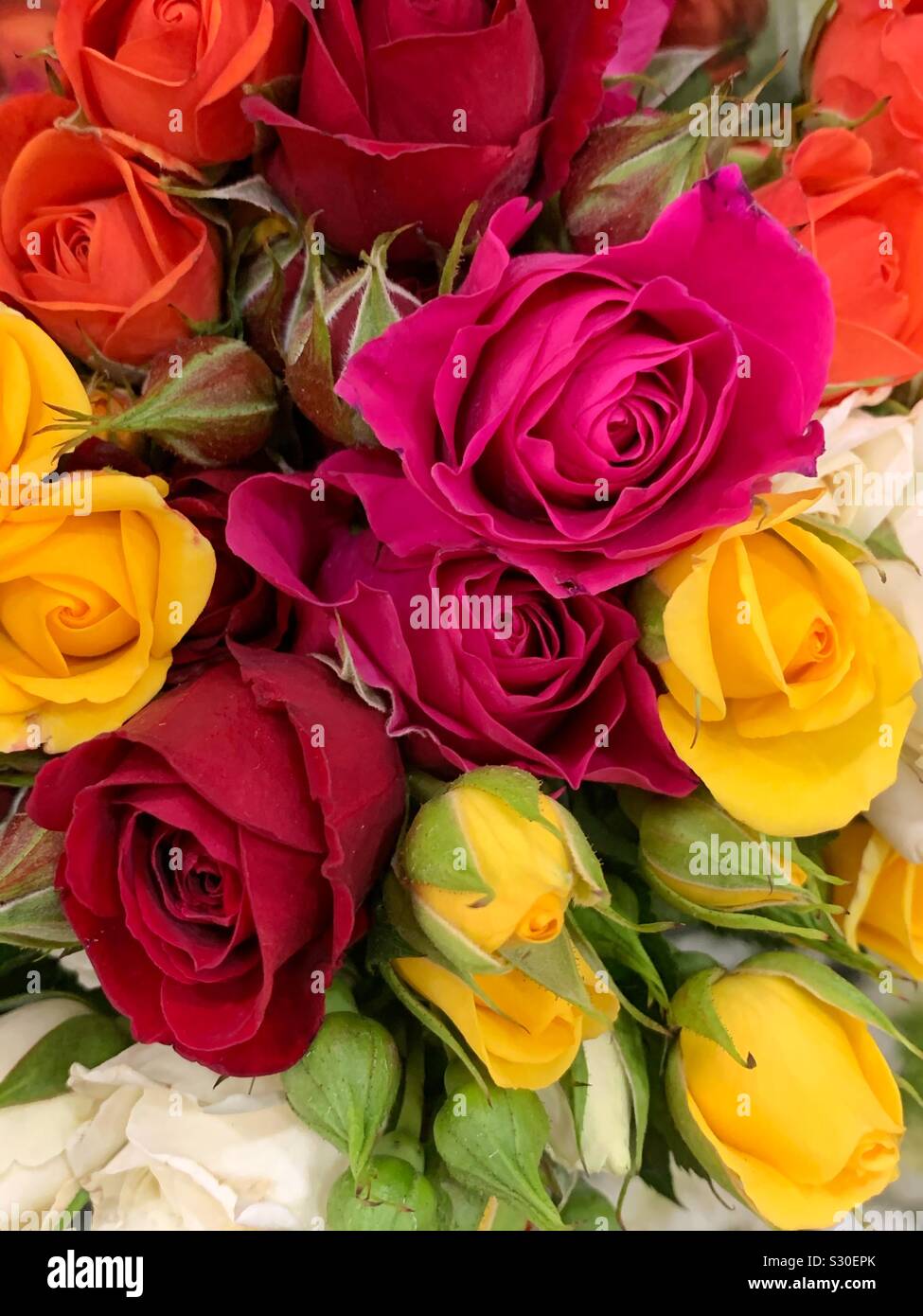 Bel bouquet di fresco vivacemente colorato di rosa gialla e arancione rose in piena fioritura Foto Stock