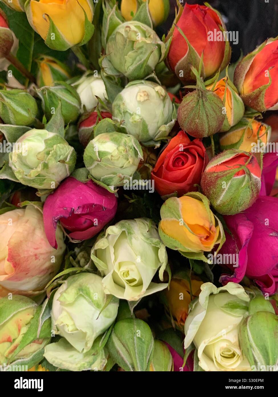 Bel bouquet di freschi colorati rose boccioli di fiori Foto Stock