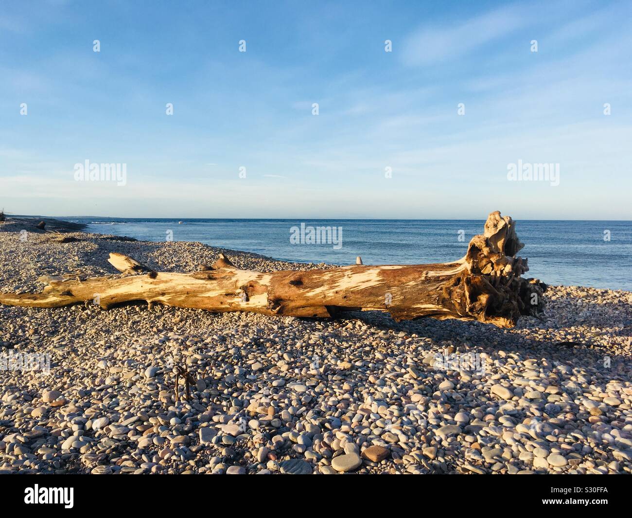 Tutto il tronco di albero Driftwood a Spey Bay, Moray Firth, Scozia Foto Stock