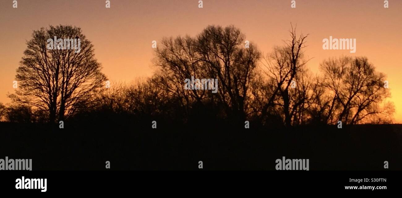 Alba dell'albero - Immagine stock catturata con smartphone