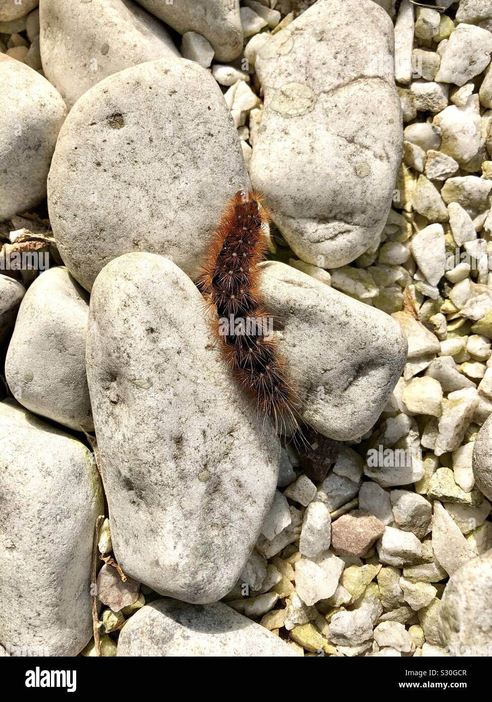 Un crawl caterpillar attraverso un terreno roccioso. Foto Stock