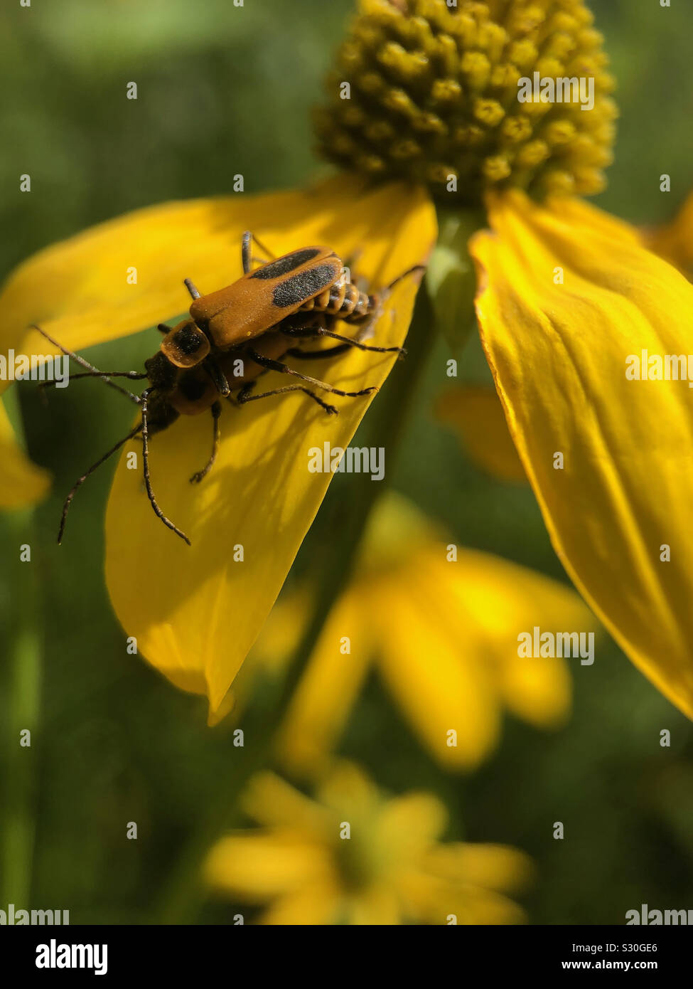 Fino chiudere i bug di accoppiamento. - Immagine stock catturata con smartphone