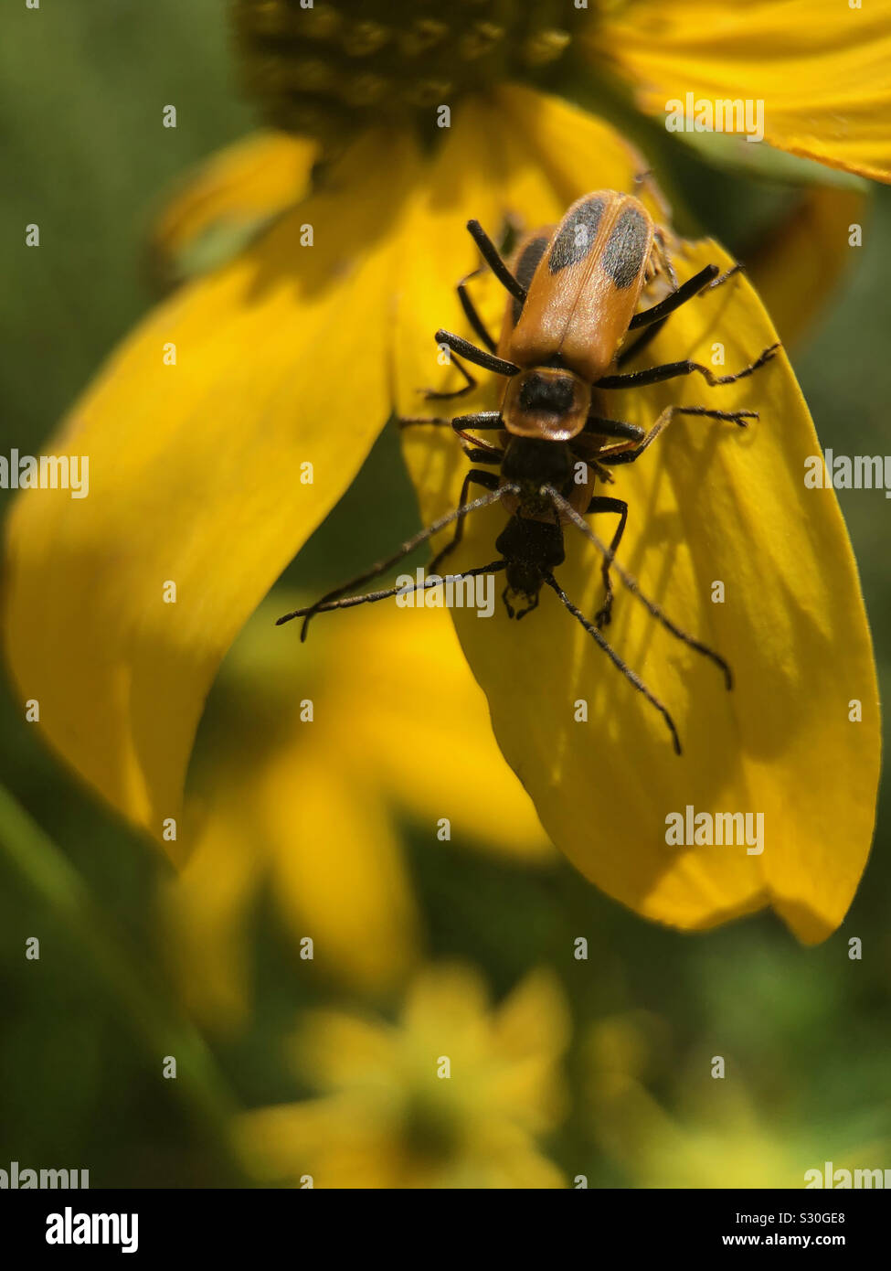 Fino chiudere i bug di accoppiamento. - Immagine stock catturata con smartphone