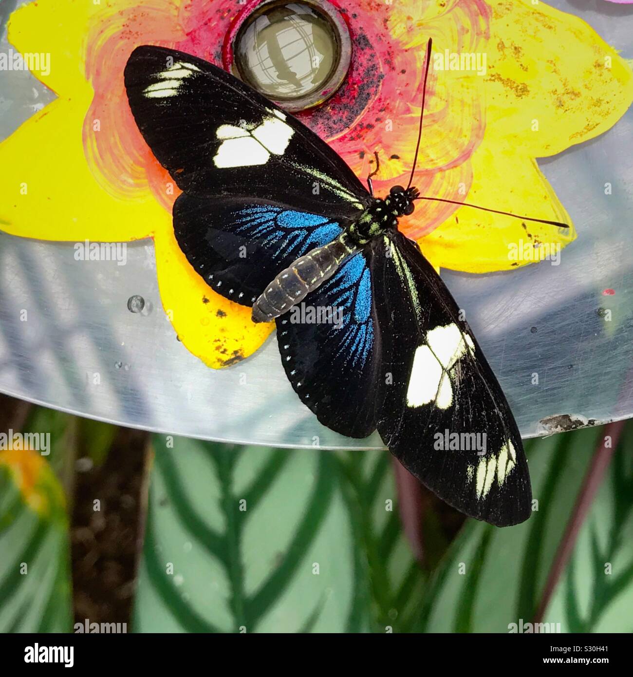Sara Longwing Butterfly Foto Stock