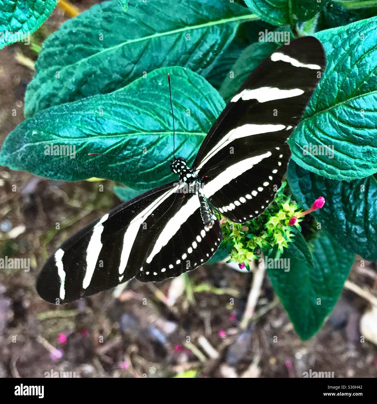 Zebra Longwing Butterfly Foto Stock