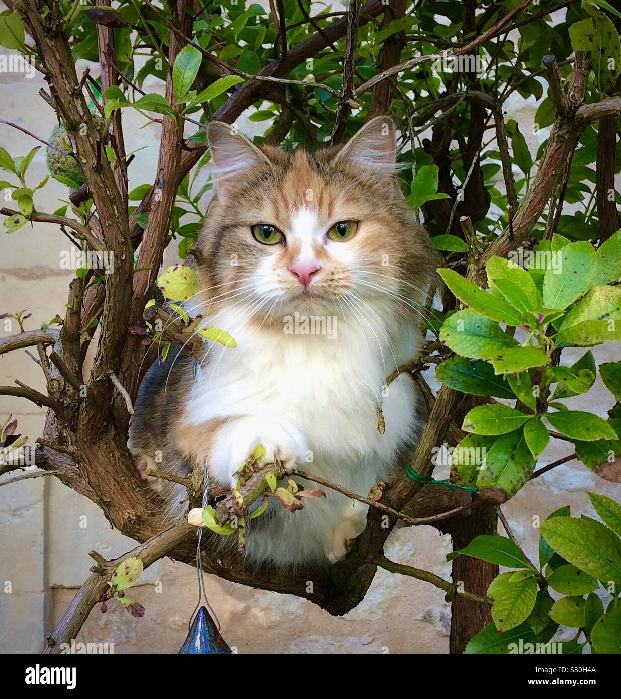 Gattino nella struttura ad albero a guardare fuori per gli uccelli. - Immagine stock catturata con smartphone