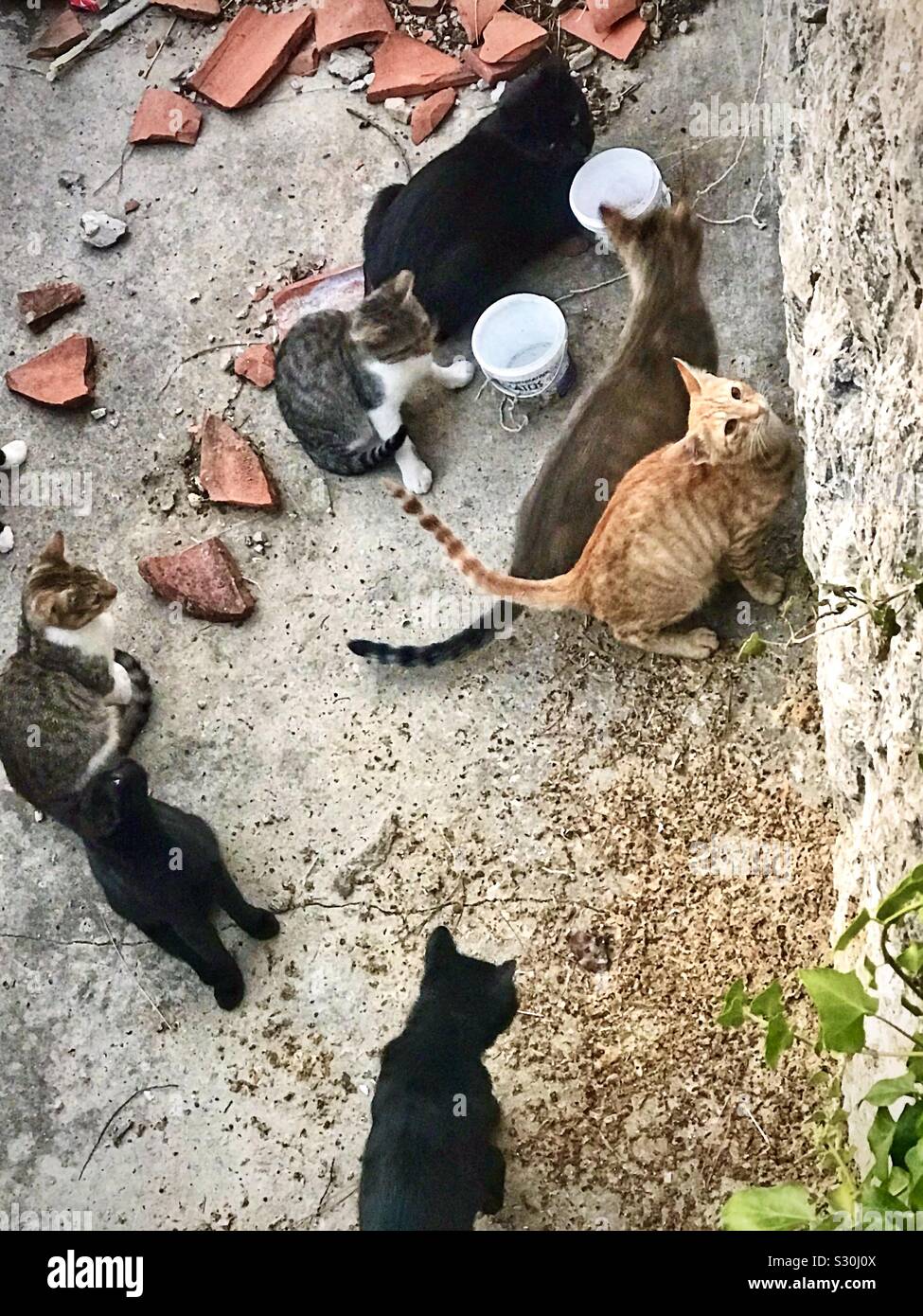 I gatti randagi che vivono fuori con vaschette vuote in attesa di essere alimentato Foto Stock