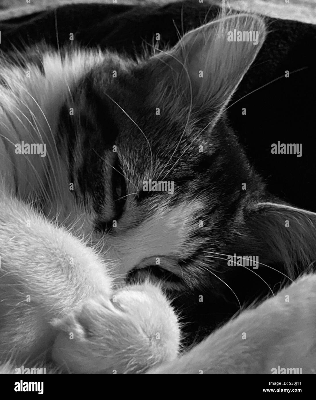 Cucciolo di gatto effetto bianco e nero, Italia Foto Stock
