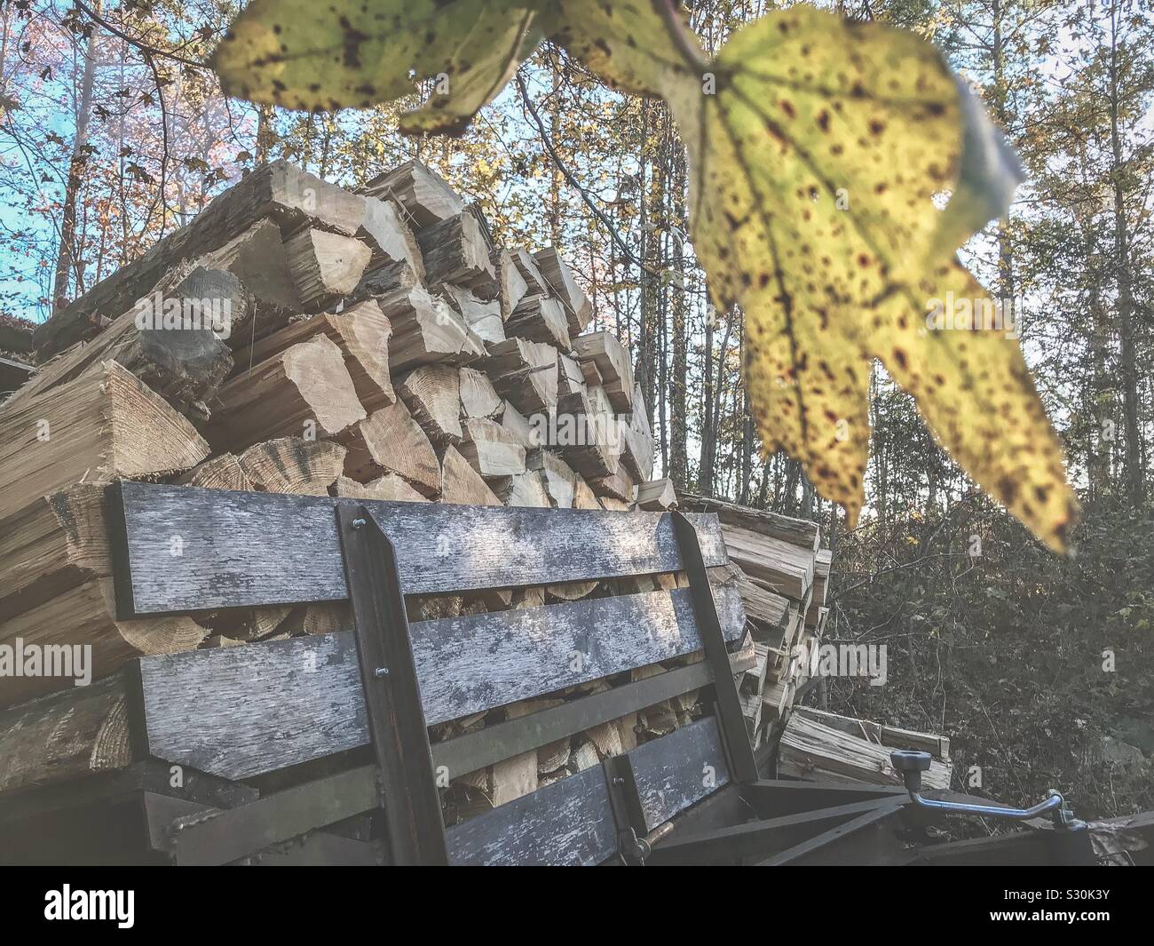 Split fresco di legna da ardere impilati in un rimorchio pronto per la stufa a legna - Immagine stock catturata con smartphone
