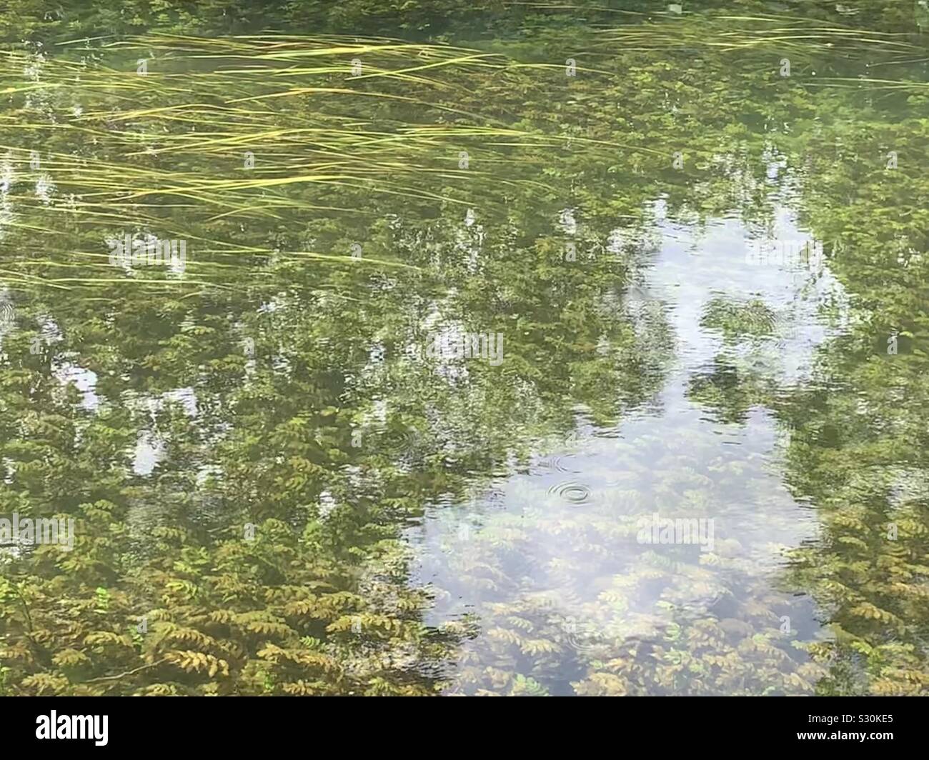 La riflessione in chiaro l'acqua di un fiume che scorre dolcemente sulla pond infestante. - Immagine stock catturata con smartphone