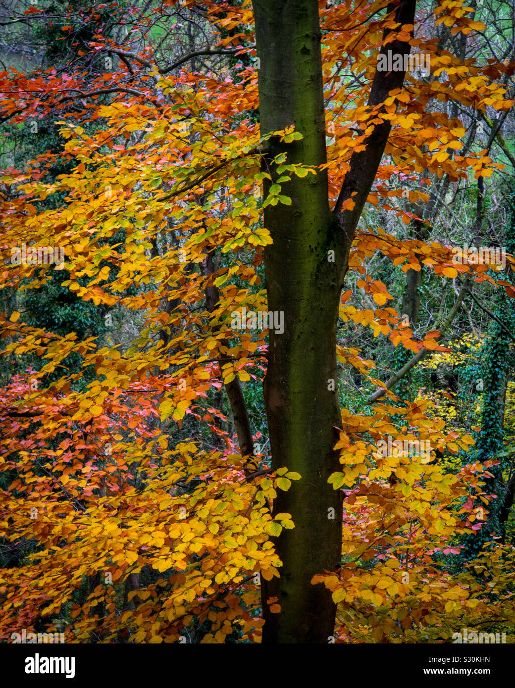 Autunno alberi con foglie d'oro nel bosco - Immagine stock catturata con smartphone