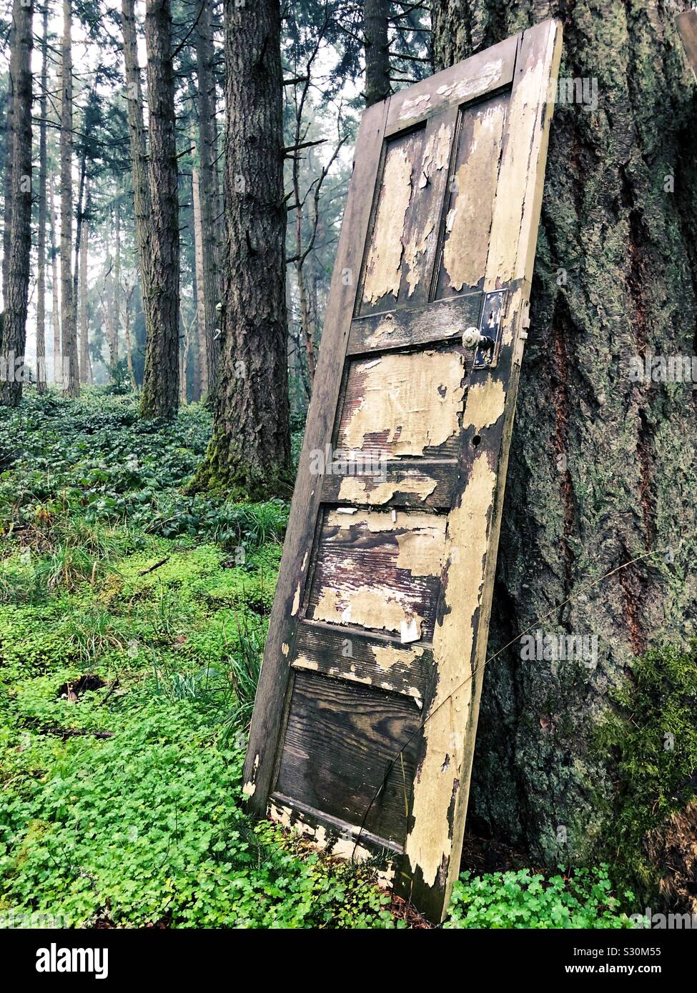 Una vecchia porta con peeling vernice appoggiata contro un albero in una foresta. Foto Stock