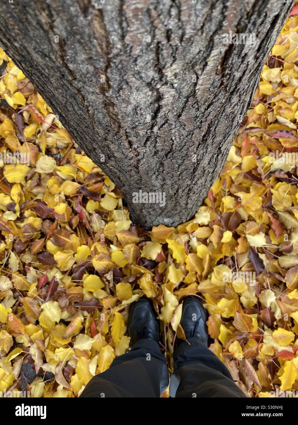 Due piedi in foglie di giallo in corrispondenza della base della struttura ad albero Foto Stock