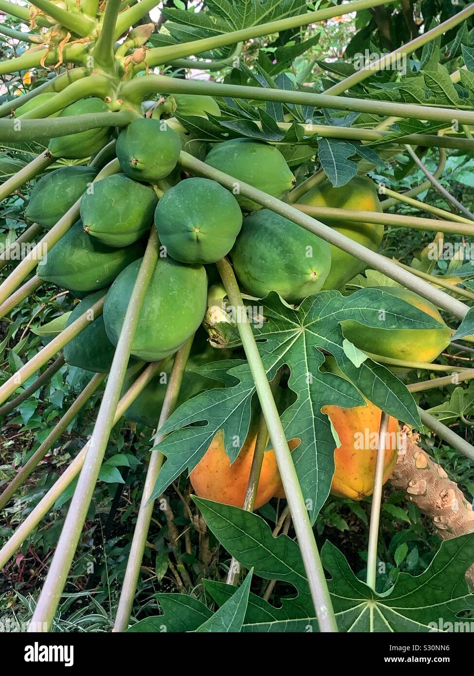 Crudo fresco frutta papaia maturazione sulla struttura ad albero Foto Stock
