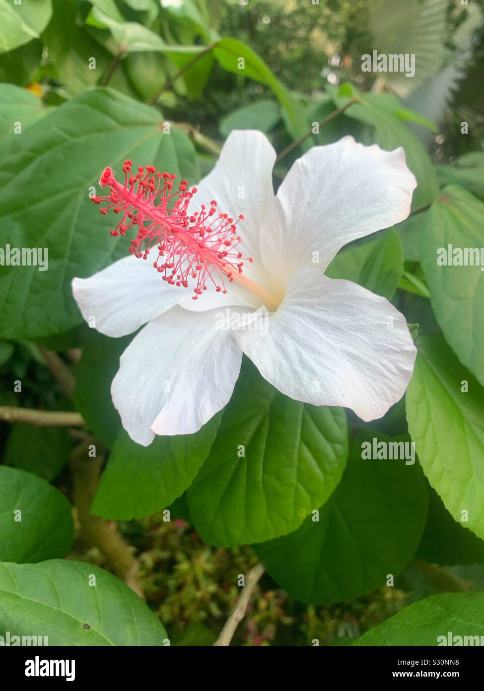 Bella bianco hibiscus sbocciano i fiori in piena fioritura, rosa malva, Hardy ibisco rosa di Sharon e tropical hibiscus Foto Stock