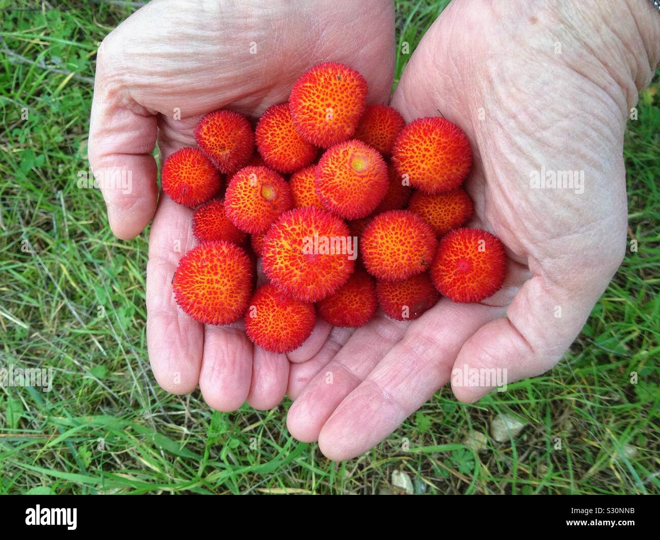 Frutto del corbezzolo nelle mani - Immagine stock catturata con smartphone
