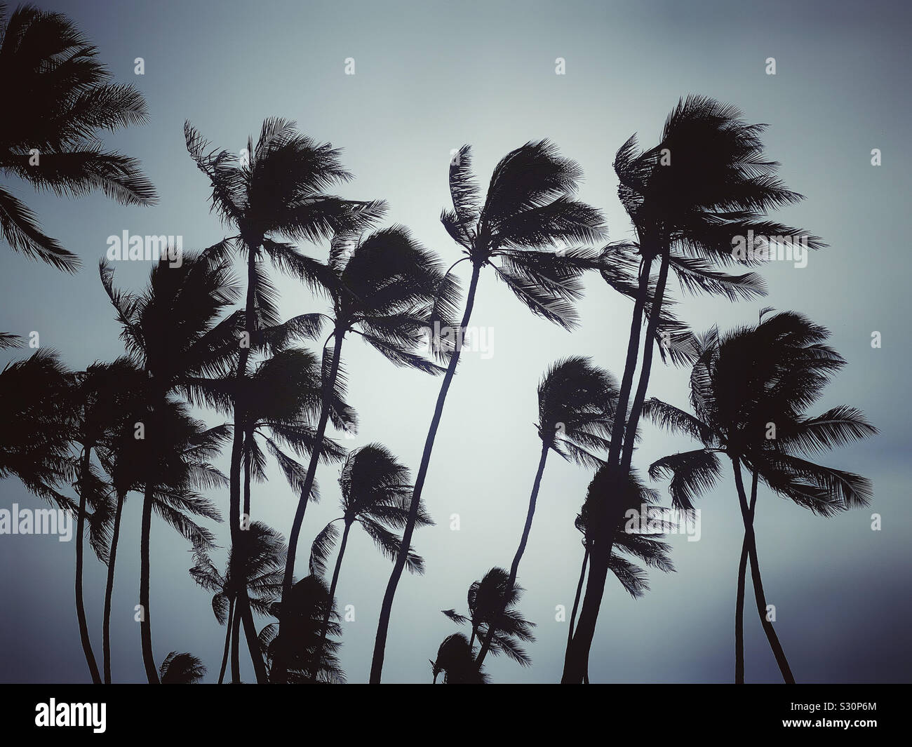 Avvicinando tempesta vento palme di cocco Foto Stock
