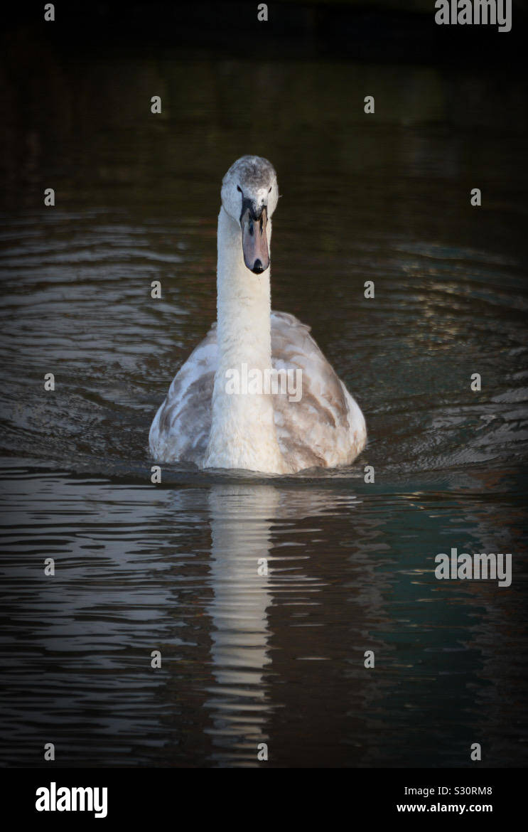 Swan- testa su Foto Stock