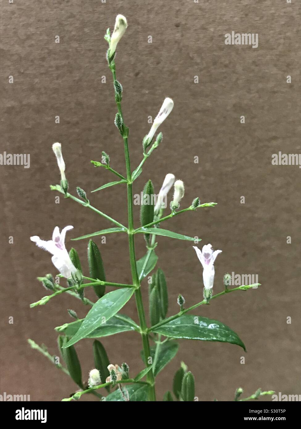 Un cinese erbe medicinali con fiori e boccioli di colore bianco e viola- Nilavembu in Tamil- una pianta medicinale a base di erbe indiana a Singapore, tutti gli indiani del Sud bere questa acqua a base di erbe per difendere il virus Foto Stock