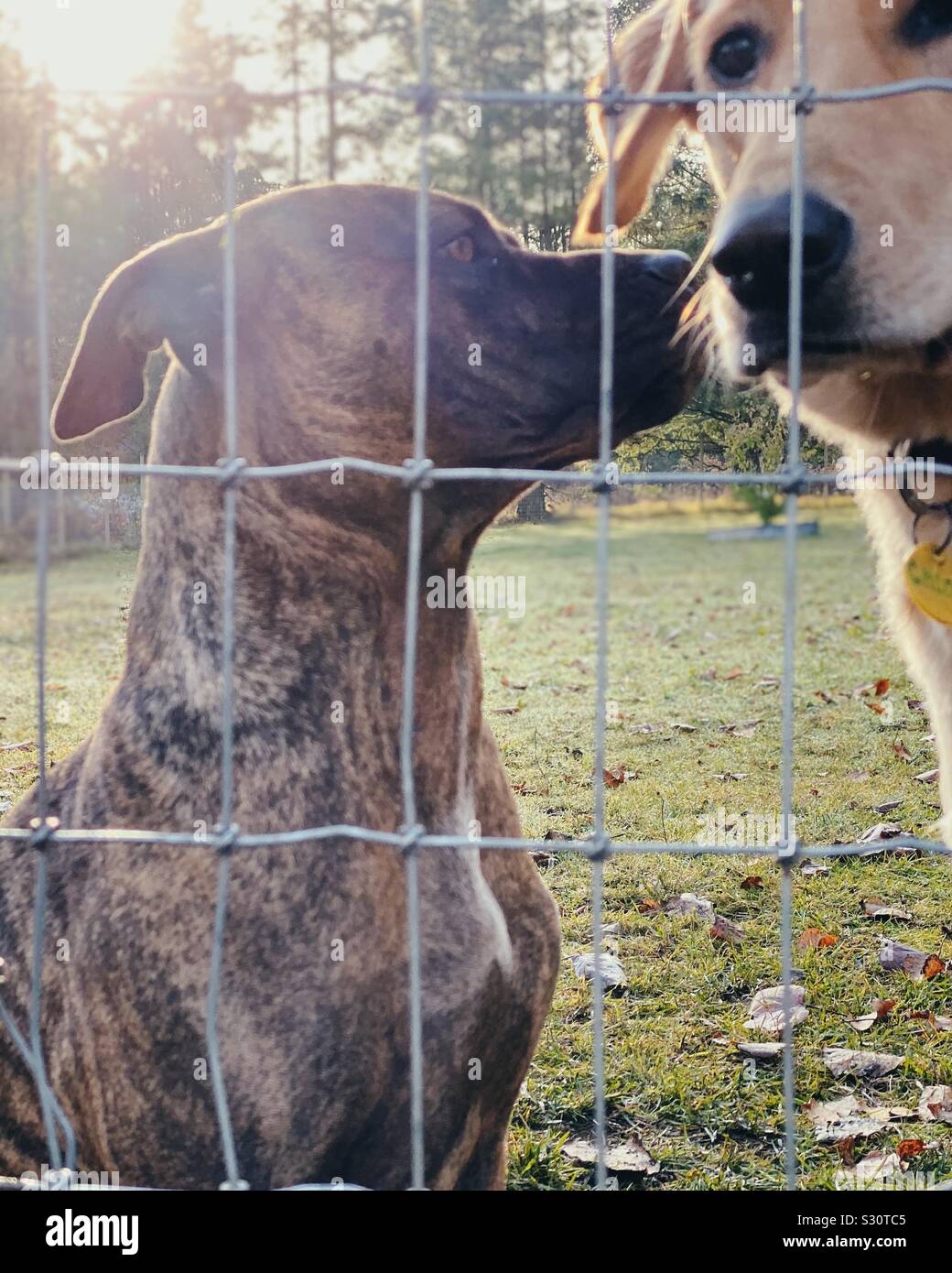 Tiger striped pitbull cane nuzzles mix un golden retriever mix dietro un recinto. Cerca affettuoso. Foto Stock