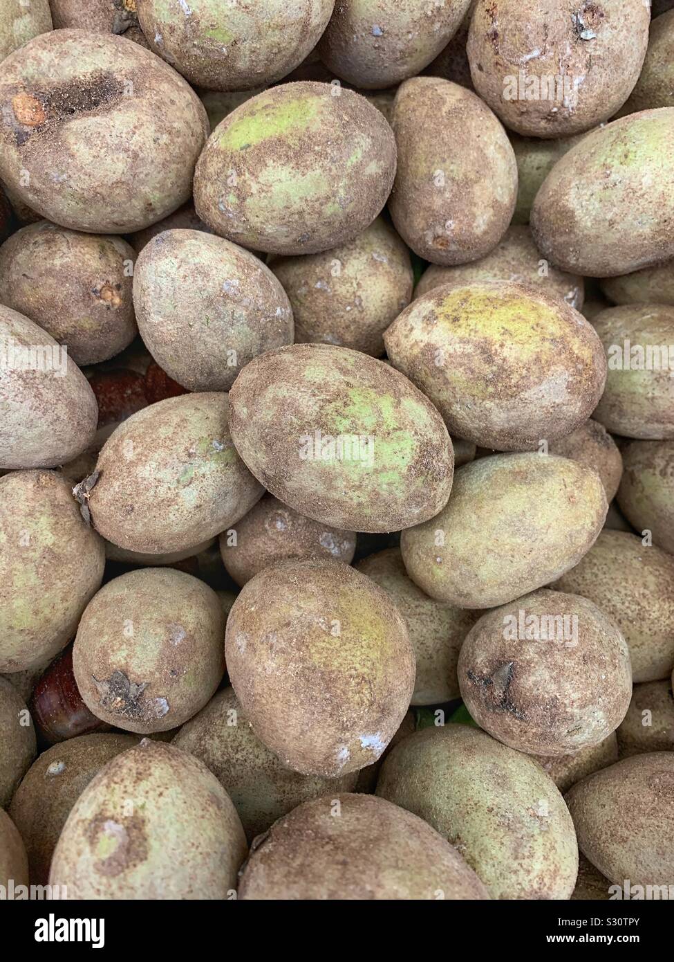 Quararibea cordata, sud americana sapote, chupa-chupa mature materie gustoso frutto Foto Stock
