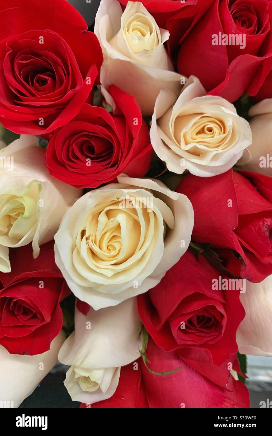 Bouquet fresco di rosso e rose bianche Foto Stock