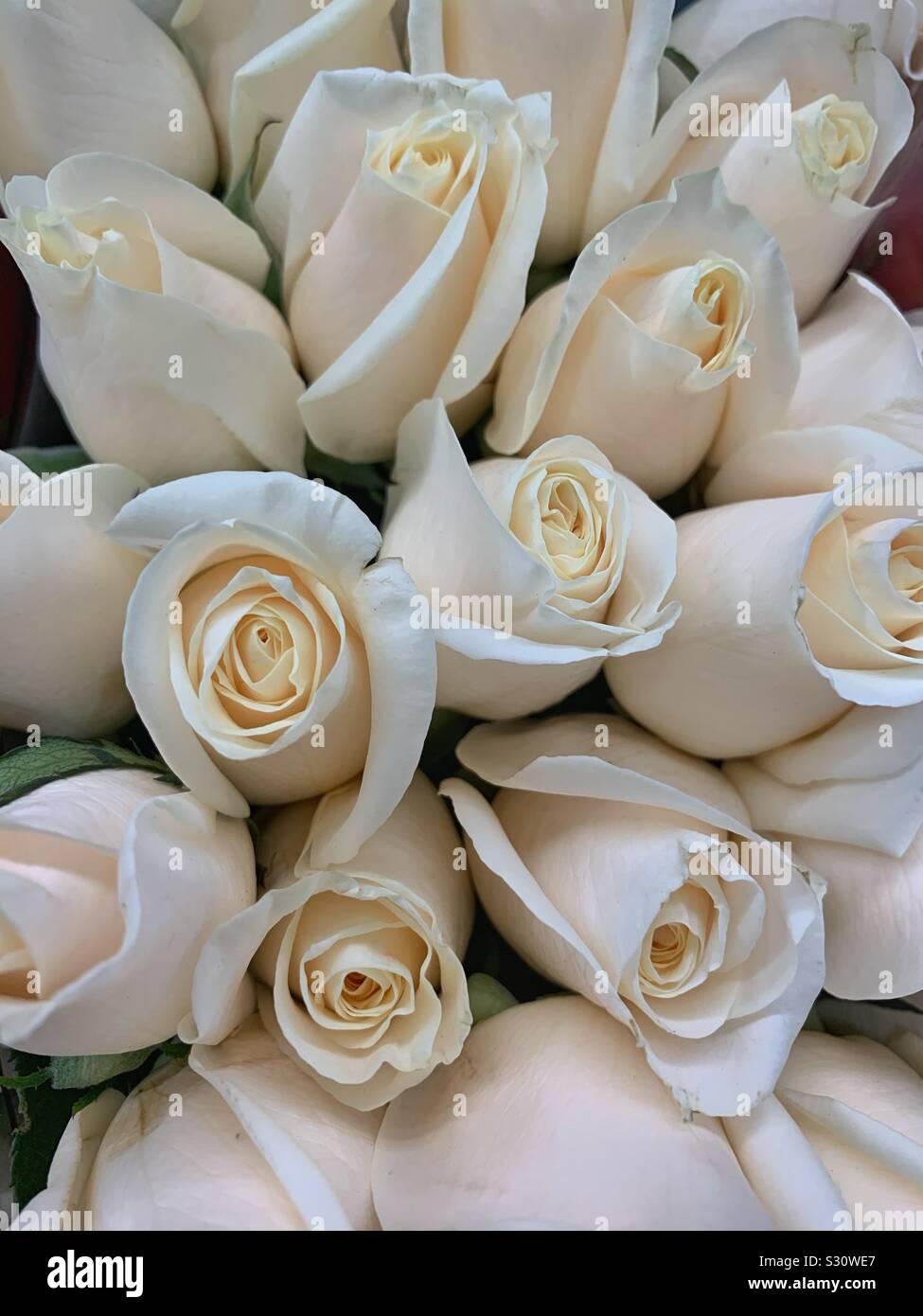 Bel bouquet fresco di rose bianche Foto Stock