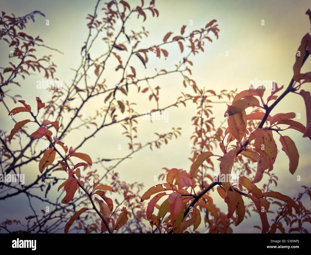 Frangia di colori d'autunno lascia sulla struttura ad albero - Immagine stock catturata con smartphone