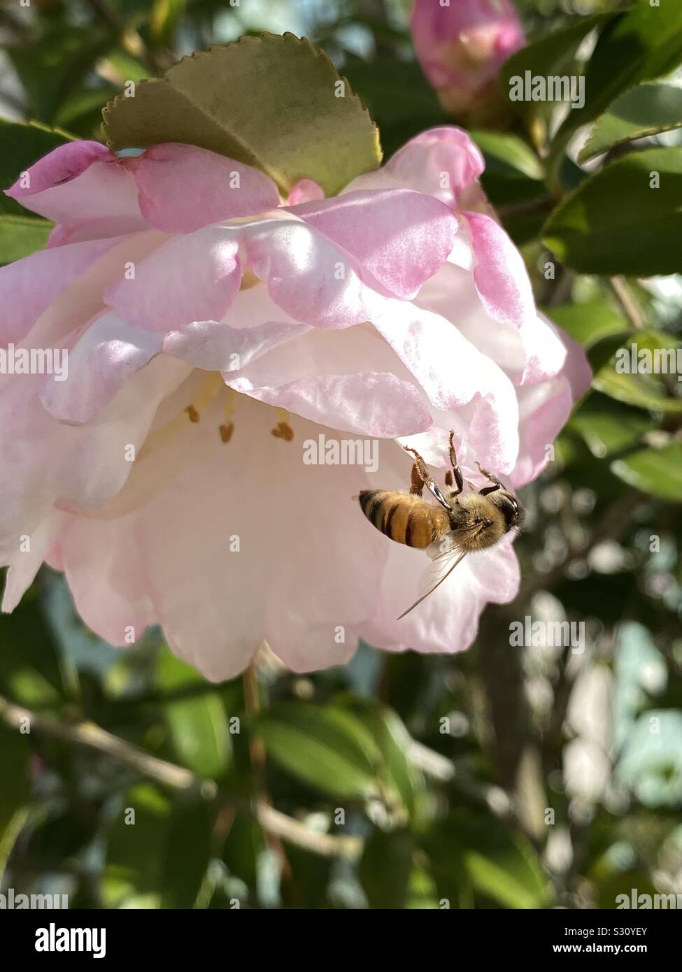 Il miele delle api in rosa e bianco camellia flower Foto Stock